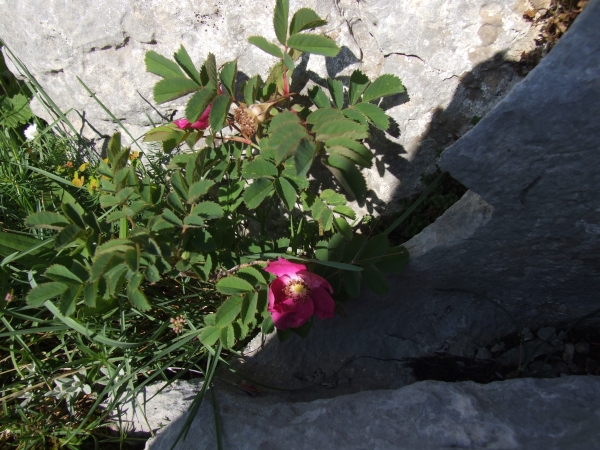 Rosa pendulina / Rosa alpina